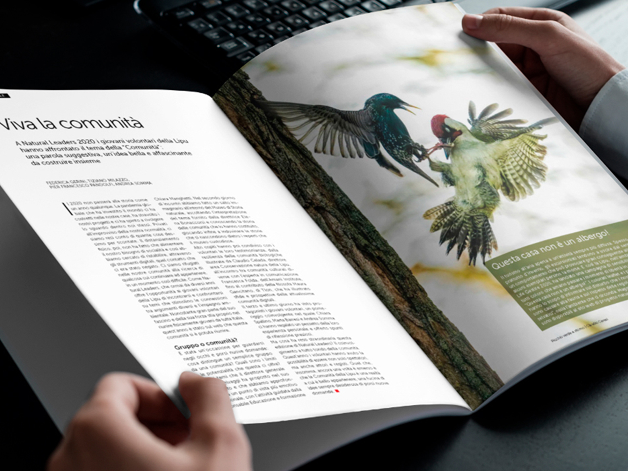 Una persona tiene in mano una rivista con un articolo e una foto di due uccelli a mezz'aria vicino a un tronco d'albero.
